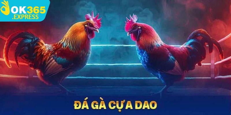 Đá gà cựa dao siêu hấp dẫn và thú vị