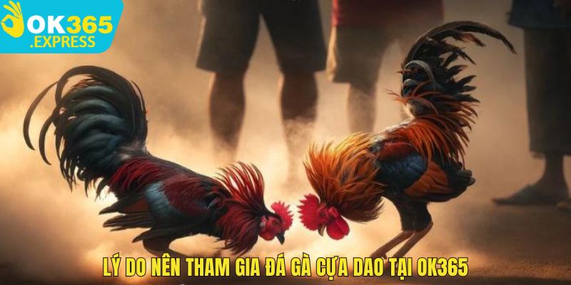 Lý do nên tham gia đá gà cựa dao tại OK365