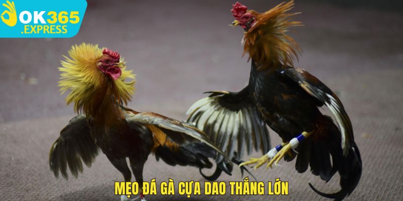 Mẹo đá gà cựa dao thắng lớn