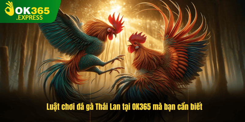 Luật chơi đá gà Thái Lan tại OK365 mà bạn nên nắm rõ